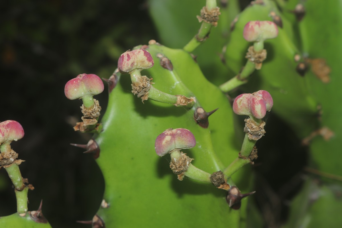 Euphorbia antiquorum L.